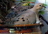 Dove nesting in my neighbor's flower pot