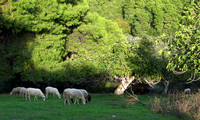 Sheep grazing in Skiathos, Greece.