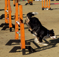 Dog agility