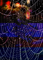 Spider web superimposed on Mt. Shasta