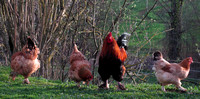 Rooster with his hens