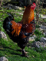 Rooster in southern France