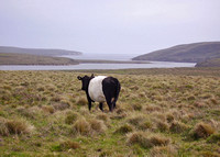 Cow near inlet of Point Reyes