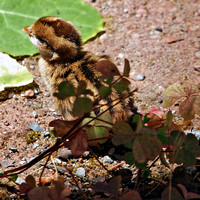 One day old Quail chick