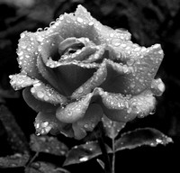 Raindrop rose