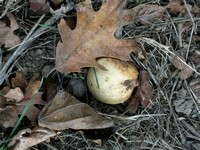 Oak gall and oak leaf on ground